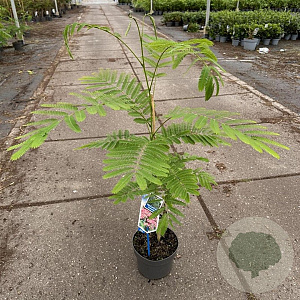 Albizia julibr. Ombrella 70-80 cm 3,0L met stok