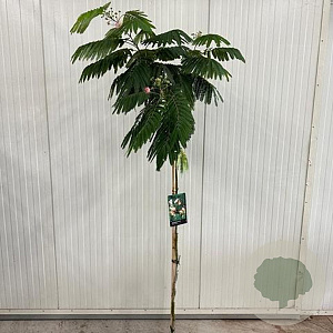 Albizia julibr. Ombrella 150 cm stam 15L
