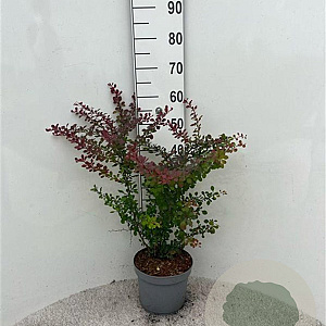 Berberis thunb. 'Atropurpurea' 40-60 cm 5,0L