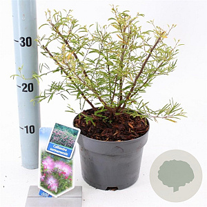 Calliandra surina. 'Dixie Pink' 25-30 cm 2,0L