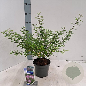 Calliandra surina. 'Dixie Pink' 25-30 cm 2,0L