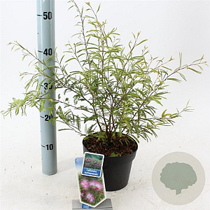 Calliandra surina. 'Dixie Pink' 25-30 cm 2,0L