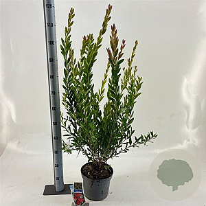 Callistemon vimin. Inferno 35-40 cm 5,0L