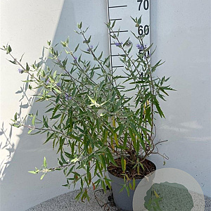 Caryopteris cland. 'Heavenly Blue' 40-60 cm 5,0L