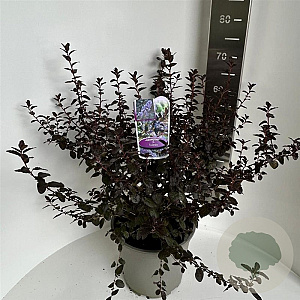 Ceanothus 'Tuxedo' 30-40 cm 5,0L