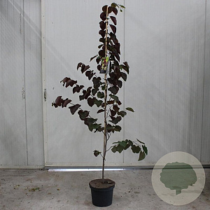 Cercis can. 'Merlot' 175-200 cm 10L geveerd