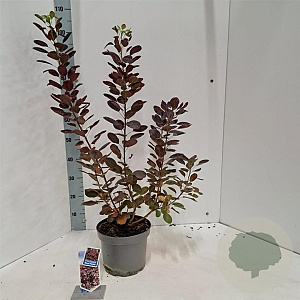 Cotinus cog. 'Royal Purple' 60-80 cm 5,0L