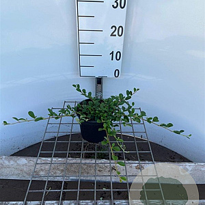 Cotoneaster dammeri 30-40 cm C1.3