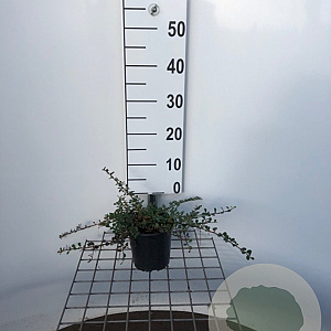 Cotoneaster pr. 'Streib's Findling' 25-30 cm C1.3