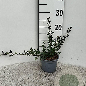 Cotoneaster radicans 'Eichholz' 30-40 cm C1.3