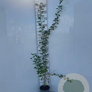 Crataegus monogyna 80-100 cm 2,0L