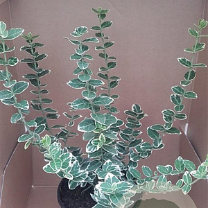 Euonymus fort. 'Emerald Gaiety' 15-20 cm C1.3