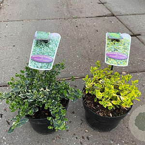 Euonymus fort. 'Emerald Gaiety' 20-25 cm 2,0L
