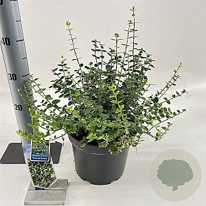 Euonymus fort. 'Emerald Gaiety' 40-50 cm 5,0L