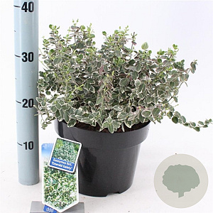 Euonymus fort. 'Emerald Gaiety' 40-50 cm 5,0L