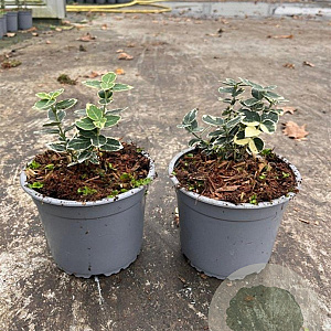 Euonymus fort. 'Emerald Gaiety' plantgoed C1.3