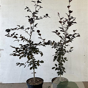 Fagus syl. 'Atropunicea' 100-125 cm 5,0L