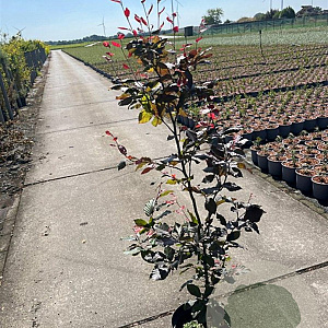 Fagus syl. 'Atropunicea' 100-125 cm 5,0L