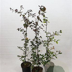 Fagus syl. 'Atropunicea' 100-125 cm 5,0L