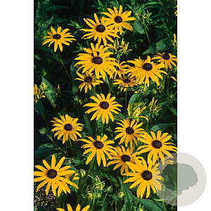 Rudbeckia f. 'Goldsturm' GM P9