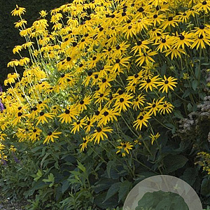 Rudbeckia f. 'Goldsturm' GM P9