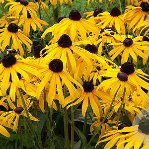 Rudbeckia f. 'Goldsturm' GM P9