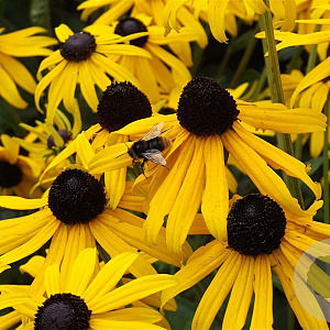 Rudbeckia f. 'Goldsturm' GM P9
