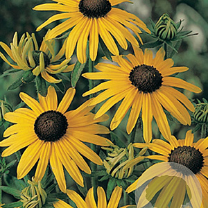 Rudbeckia f. 'Goldsturm' GM P9