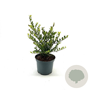 Ilex crenata 'Green Hedge' 20-25 cm 2,0L