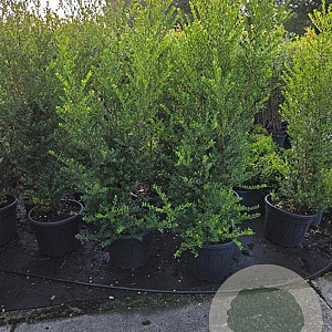 Ilex crenata 'Green Hedge' 150-175 cm 35L