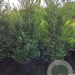 Ilex crenata 'Green Hedge' 200-225 cm cont. 90L