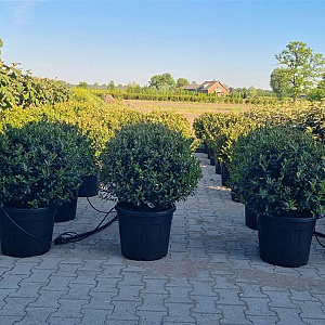 Ilex meserv. Blue Maid 50-60 cm 35L bol najaarspotting
