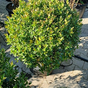 Ilex meserv. Blue Maid 65-70 cm 35L bol