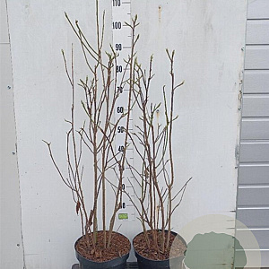 Magnolia l. 'Nigra' 60-80 cm 7,5L vertakt