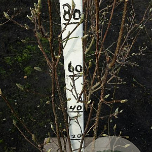 Magnolia l. 'Nigra' 80-100 cm met kluit met knop