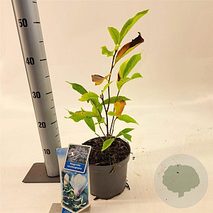 Magnolia soulangeana 40-50 cm 2,0L
