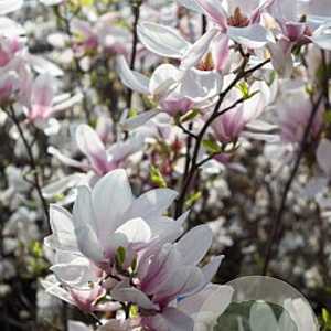 Magnolia soulangeana 80-100 cm 20L najaarspotting