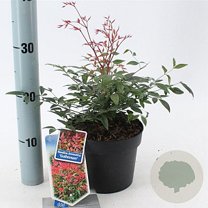 Nandina d. 'Gulf Stream' 20-25 cm 2,0L