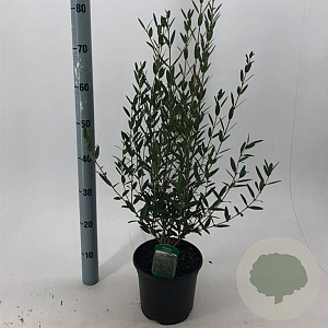 Phillyrea angustifolia 30-40 cm 3,0L