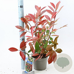 Photinia fraseri 'Red Robin' 15-20 cm 2,0L