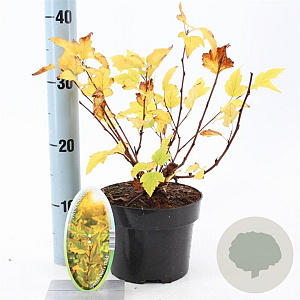 Physocarpus opulif. 'Dart's Gold' 30-40 cm 2,0L
