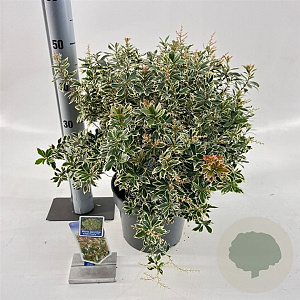 Pieris jap. 'Little Frosty' 30-40 cm 5,0L