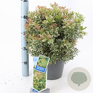 Pieris jap. 'Little Frosty' 30-40 cm 5,0L