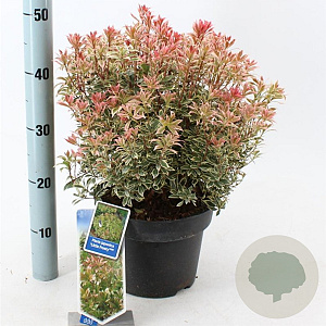 Pieris jap. 'Little Frosty' 30-40 cm 5,0L