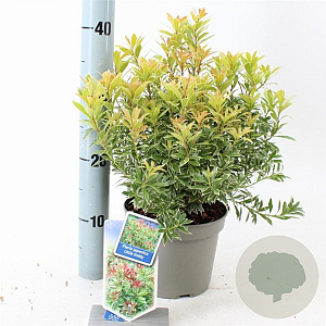Pieris jap. 'Little Goldy' 20-25 cm 3,0L