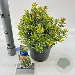 Pieris jap. 'Little Goldy' 20-25 cm 3,0L