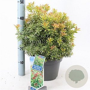 Pieris jap. 'Little Goldy' 30-40 cm 5,0L