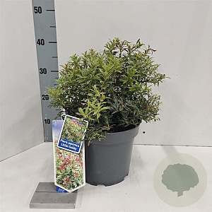 Pieris jap. 'Little Goldy' 30-40 cm 5,0L