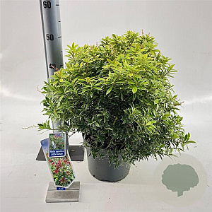 Pieris jap. 'Little Goldy' 30-40 cm 5,0L