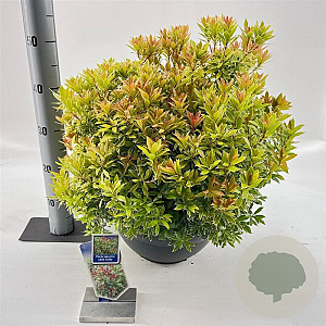 Pieris jap. 'Little Goldy' 30-40 cm 7L